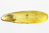 Detailed Fossil Marsh Beetle Larva and Fungus Gnat in Baltic Amber #307623-1